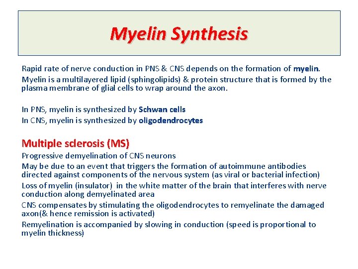 Myelin Synthesis Rapid rate of nerve conduction in PNS & CNS depends on the