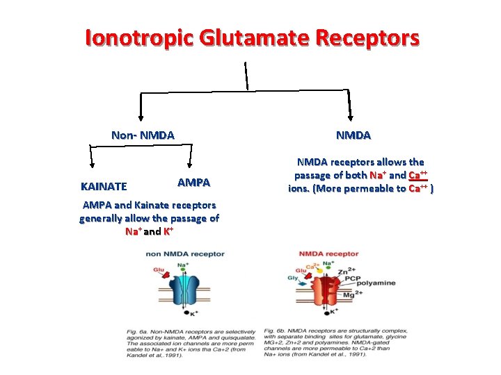 Ionotropic Glutamate Receptors Non- NMDA KAINATE NMDA AMPA and Kainate receptors generally allow the