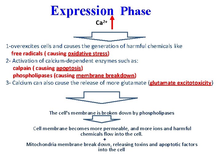 Expression Phase Ca 2+ 1 -overexcites cells and causes the generation of harmful chemicals