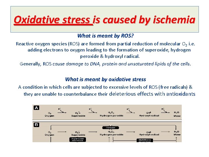 Oxidative stress is caused by ischemia What is meant by ROS? Reactive oxygen species