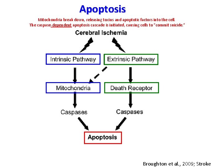 Apoptosis Mitochondria break down, releasing toxins and apoptotic factors into the cell. The caspase-dependent