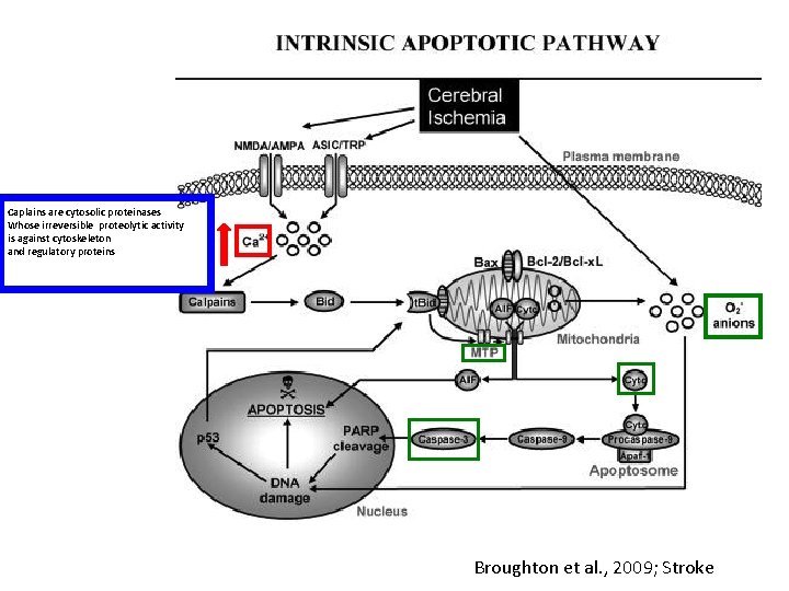 Caplains are cytosolic proteinases Whose irreversible proteolytic activity is against cytoskeleton and regulatory proteins