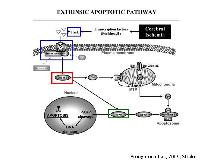 Broughton et al. , 2009; Stroke 