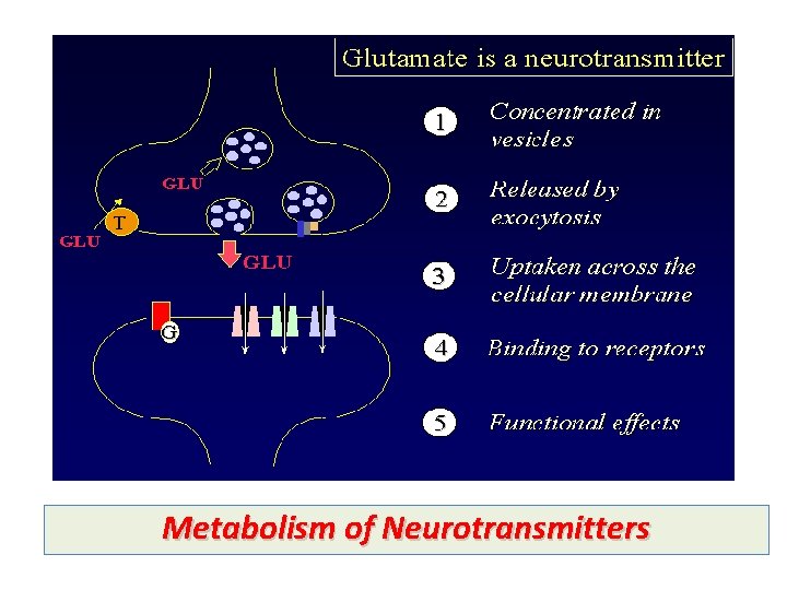 Metabolism of Neurotransmitters 