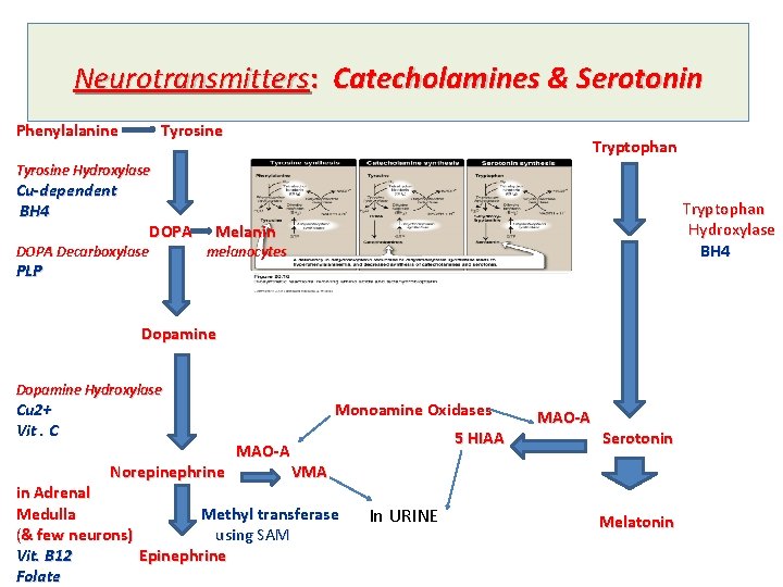 Neurotransmitters: Catecholamines & Serotonin Phenylalanine Tyrosine Tryptophan Tyrosine Hydroxylase Cu-dependent BH 4 DOPA Decarboxylase