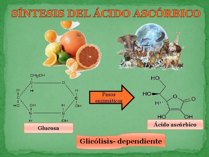 SÍNTESIS DEL ÁCIDO ASCÓRBICO Pasos enzimáticos Glucosa Ácido ascórbico Glicólisis- dependiente 