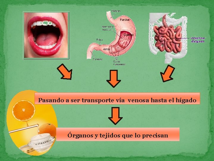 Pasando a ser transporte vía venosa hasta el hígado Órganos y tejidos que lo