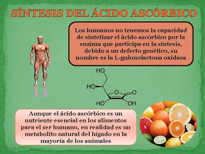 SÍNTESIS DEL ÁCIDO ASCÓRBICO Los humanos no tenemos la capacidad de sintetizar el ácido