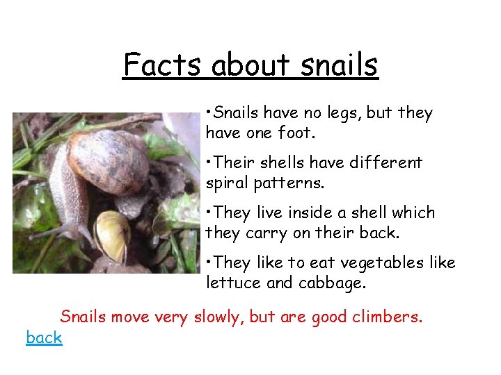 Facts about snails • Snails have no legs, but they have one foot. •