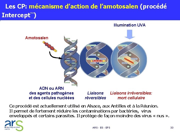  Les CP: mécanisme d’action de l’amotosalen (procédé Intercept™) Illumination UVA Amotosalen ADN ou