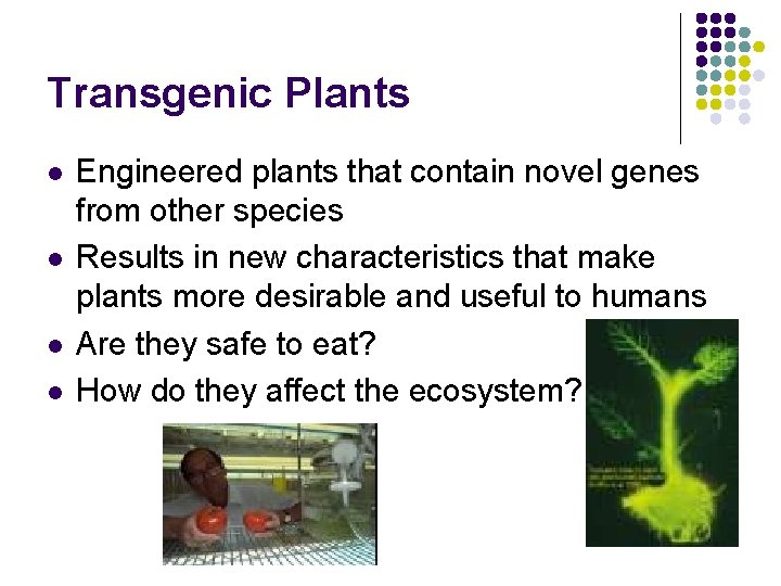 Transgenic Plants l l Engineered plants that contain novel genes from other species Results