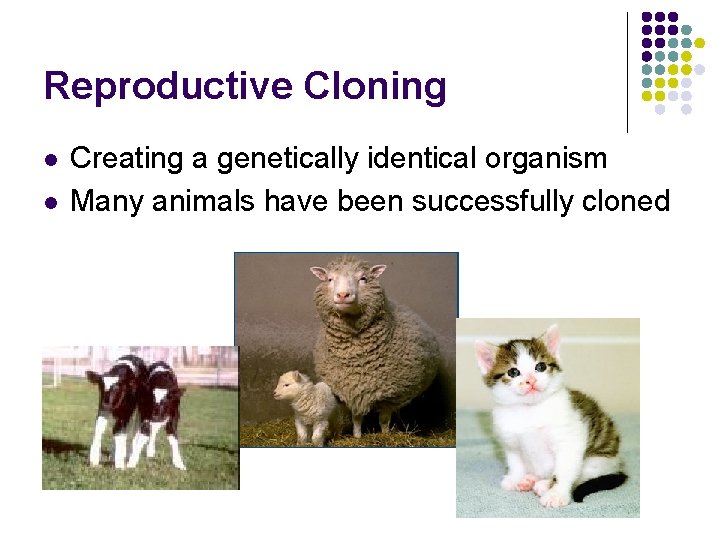 Reproductive Cloning l l Creating a genetically identical organism Many animals have been successfully