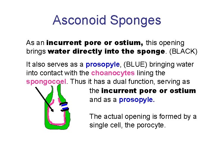 Asconoid Sponges As an incurrent pore or ostium, this opening brings water directly into