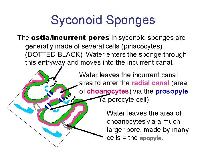 Syconoid Sponges The ostia/incurrent pores in syconoid sponges are generally made of several cells