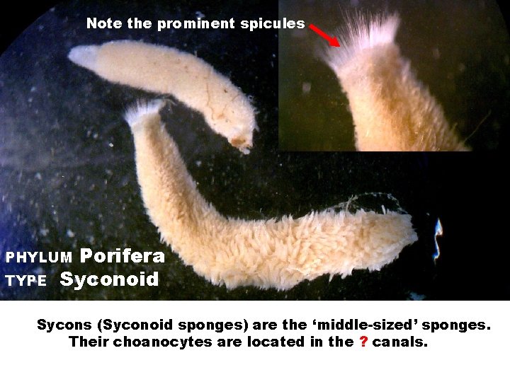 Note the prominent spicules Porifera Syconoid PHYLUM TYPE Sycons (Syconoid sponges) are the ‘middle-sized’