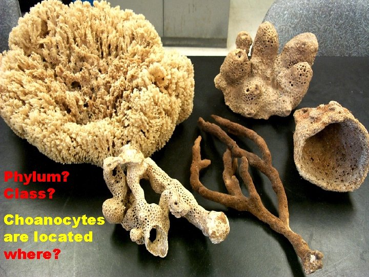 Phylum? Class? Choanocytes are located where? 