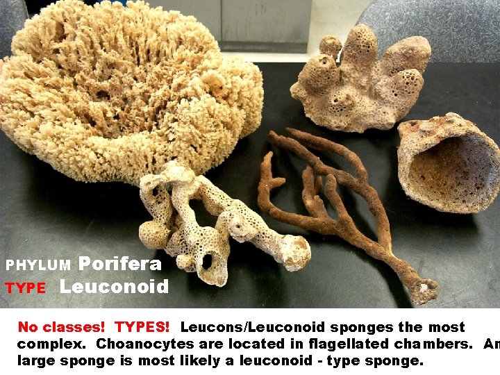 Porifera Leuconoid PHYLUM TYPE No classes! TYPES! Leucons/Leuconoid sponges the most complex. Choanocytes are