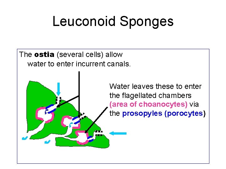 Leuconoid Sponges The ostia (several cells) allow water to enter incurrent canals. Water leaves