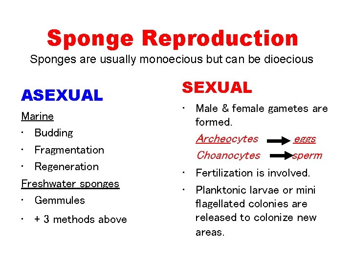 Sponge Reproduction Sponges are usually monoecious but can be dioecious ASEXUAL Marine • Budding