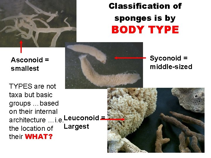 Classification of sponges is by BODY TYPE Asconoid = smallest TYPES are not taxa