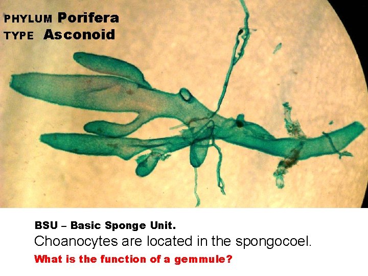 Porifera Asconoid PHYLUM TYPE BSU – Basic Sponge Unit. Choanocytes are located in the