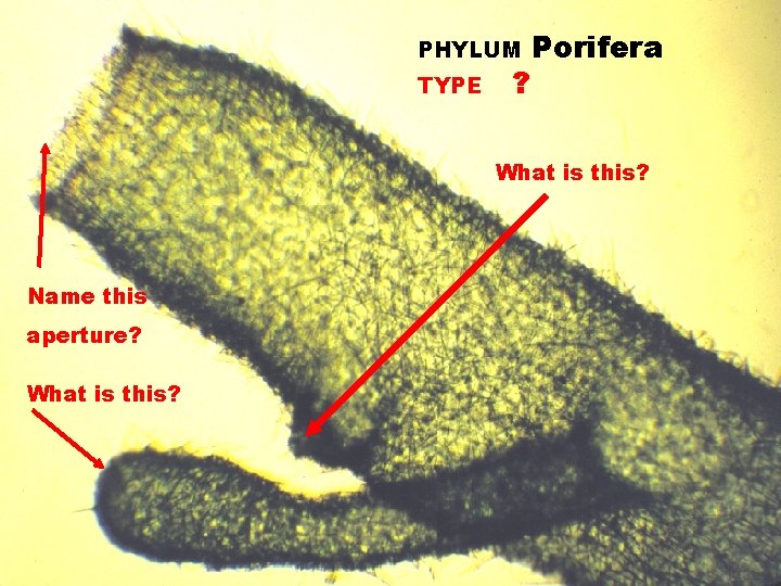 PHYLUM TYPE ? Porifera What is this? Name this aperture? What is this? 