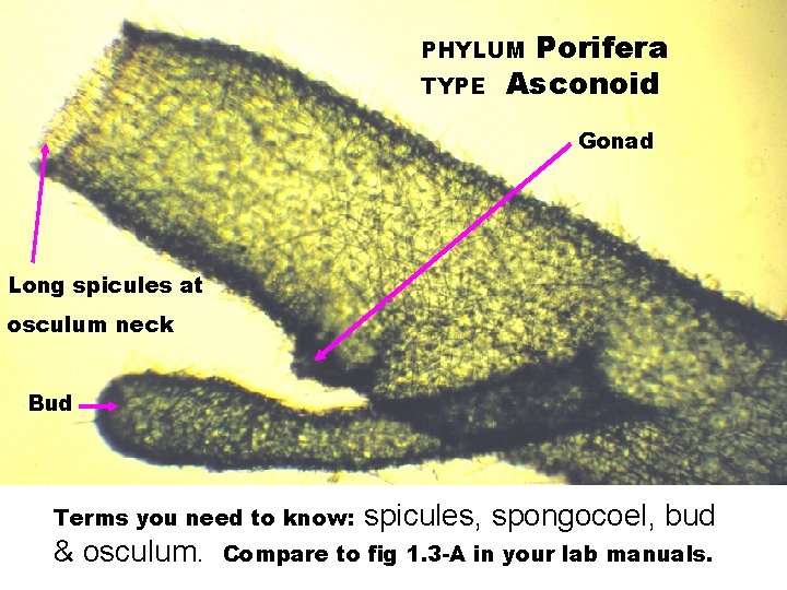 Porifera Asconoid PHYLUM TYPE Gonad Long spicules at osculum neck Bud Terms you need