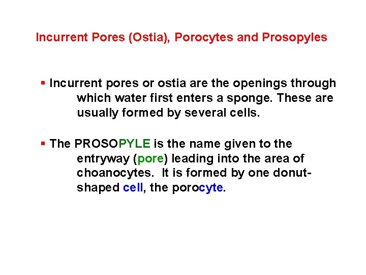 Incurrent Pores (Ostia), Porocytes and Prosopyles § Incurrent pores or ostia are the openings
