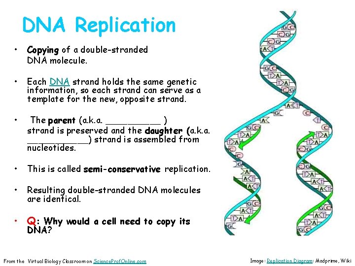 DNA Replication • Copying of a double-stranded DNA molecule. • Each DNA strand holds