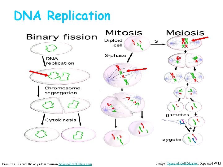 DNA Replication From the Virtual Biology Classroom on Science. Prof. Online. com Image: Types