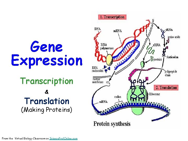 Gene Expression Transcription & Translation (Making Proteins) From the Virtual Biology Classroom on Science.