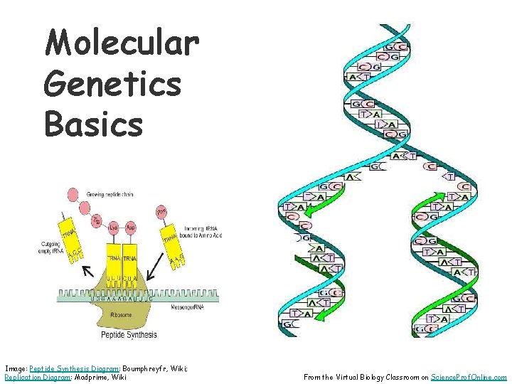Molecular Genetics Basics Image: Peptide Synthesis Diagram: Boumphreyfr, Wiki; Replication Diagram: Madprime, Wiki From