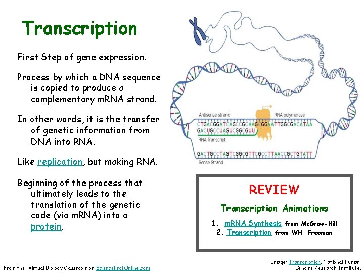 Transcription First Step of gene expression. Process by which a DNA sequence is copied