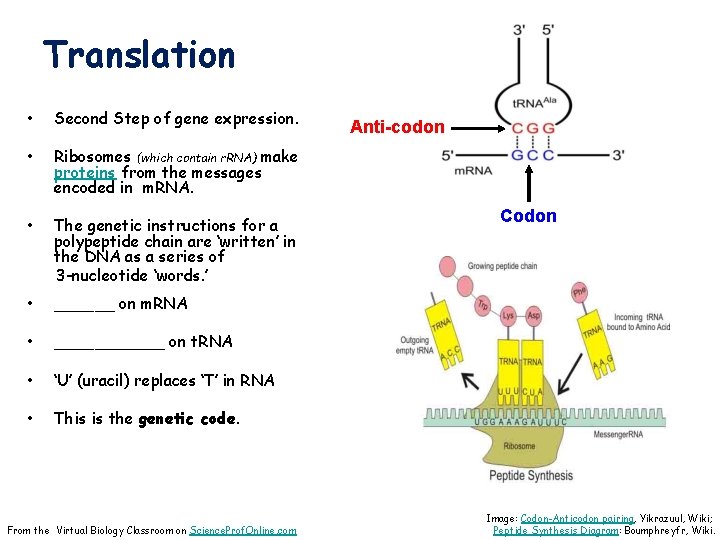 Translation • Second Step of gene expression. • Ribosomes (which contain r. RNA) make