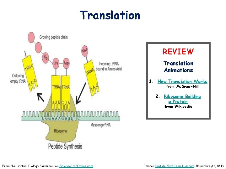 Translation REVIEW Translation Animations 1. How Translation Works from Mc. Graw-Hill 2. Ribosome Building