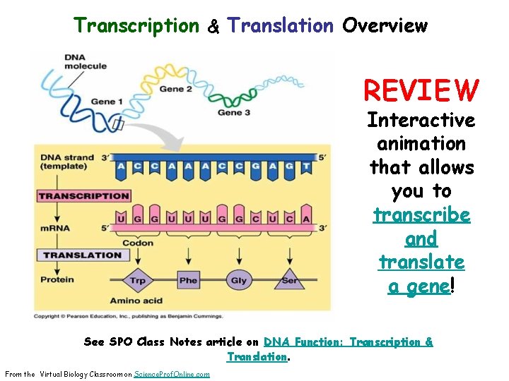 Transcription & Translation Overview REVIEW Interactive animation that allows you to transcribe and translate