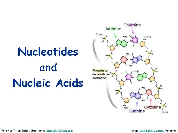 Nucleotides and Nucleic Acids From the Virtual Biology Classroom on Science. Prof. Online. com