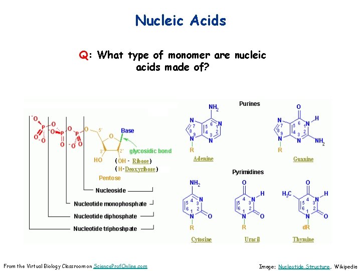 Nucleic Acids Q: What type of monomer are nucleic acids made of? From the