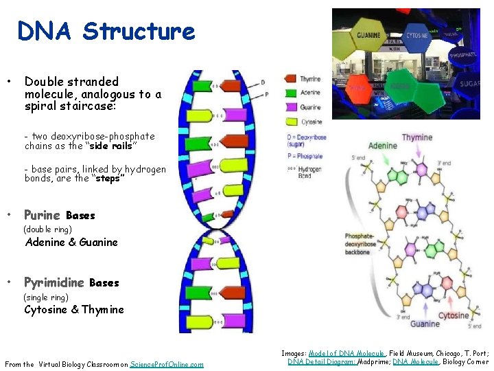 DNA Structure • Double stranded molecule, analogous to a spiral staircase: - two deoxyribose-phosphate