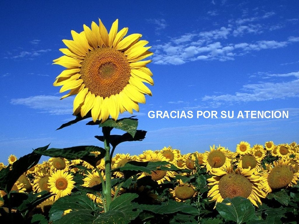 GRACIAS POR SU ATENCION 