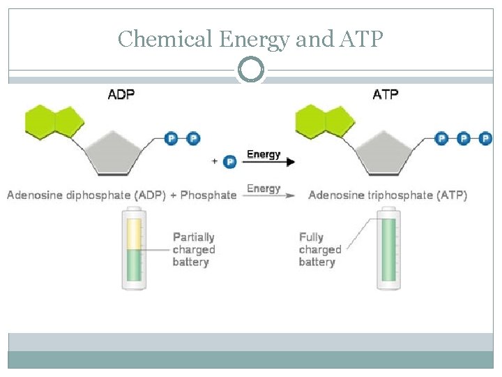 Chemical Energy and ATP 