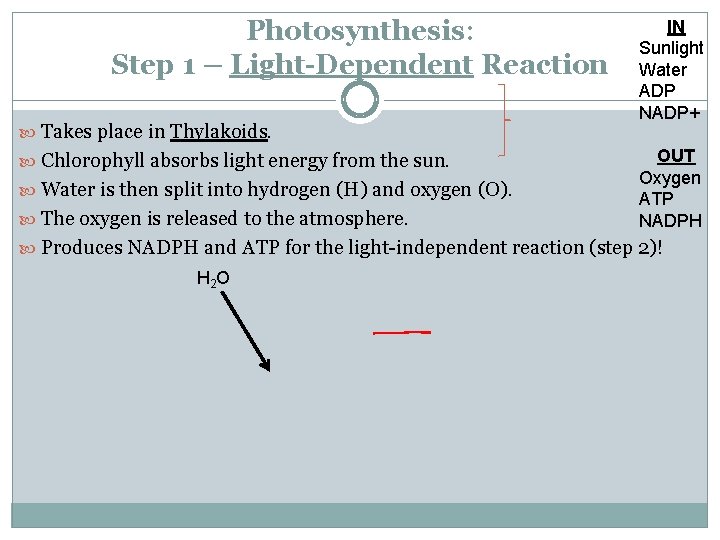 Photosynthesis: Step 1 – Light-Dependent Reaction Takes place in Thylakoids. Chlorophyll absorbs light energy