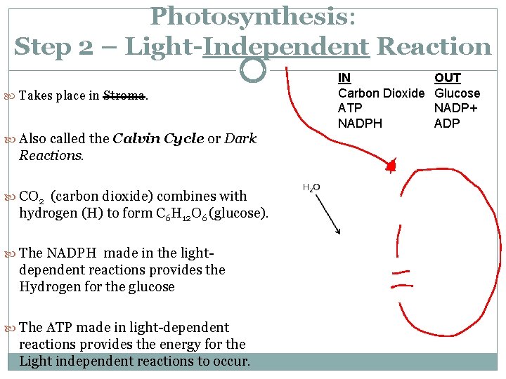 Photosynthesis: Step 2 – Light-Independent Reaction Takes place in Stroma. Also called the Calvin