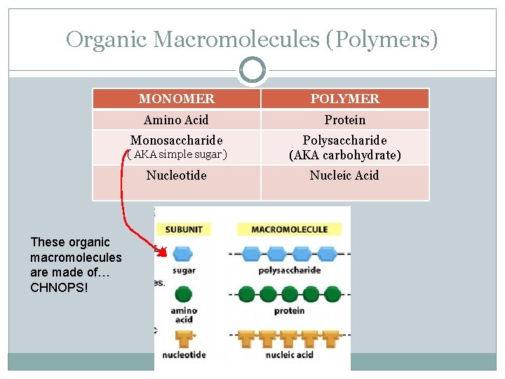 Organic Macromolecules (Polymers) These organic macromolecules are made of… CHNOPS! MONOMER POLYMER Amino Acid