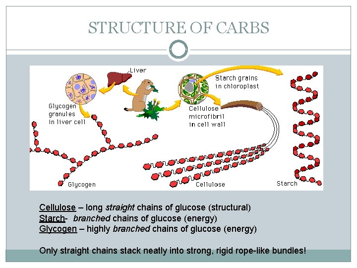 STRUCTURE OF CARBS Cellulose – long straight chains of glucose (structural) Starch- branched chains