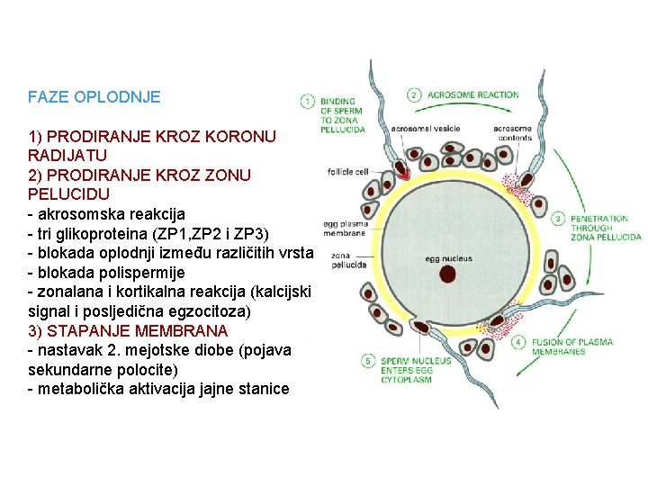 FAZE OPLODNJE 1) PRODIRANJE KROZ KORONU RADIJATU 2) PRODIRANJE KROZ ZONU PELUCIDU - akrosomska