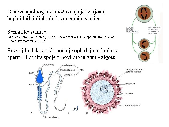 Osnova spolnog razmnožavanja je izmjena haploidnih i diploidnih generacija stanica. Somatske stanice - diploidan
