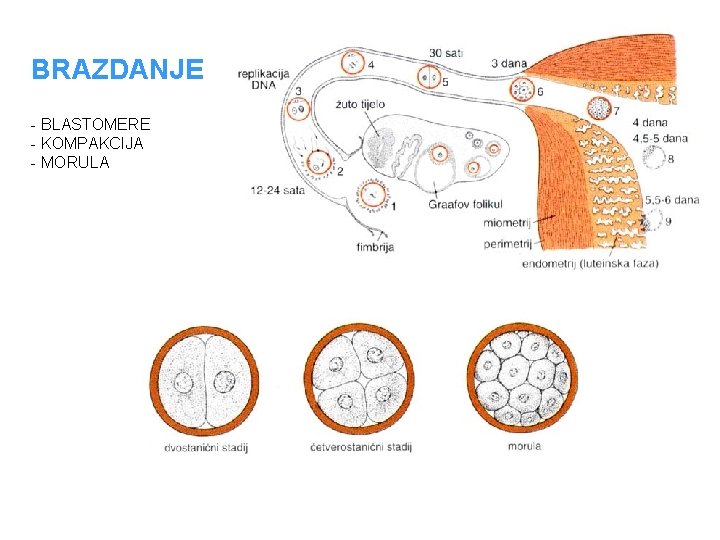 BRAZDANJE - BLASTOMERE - KOMPAKCIJA - MORULA 