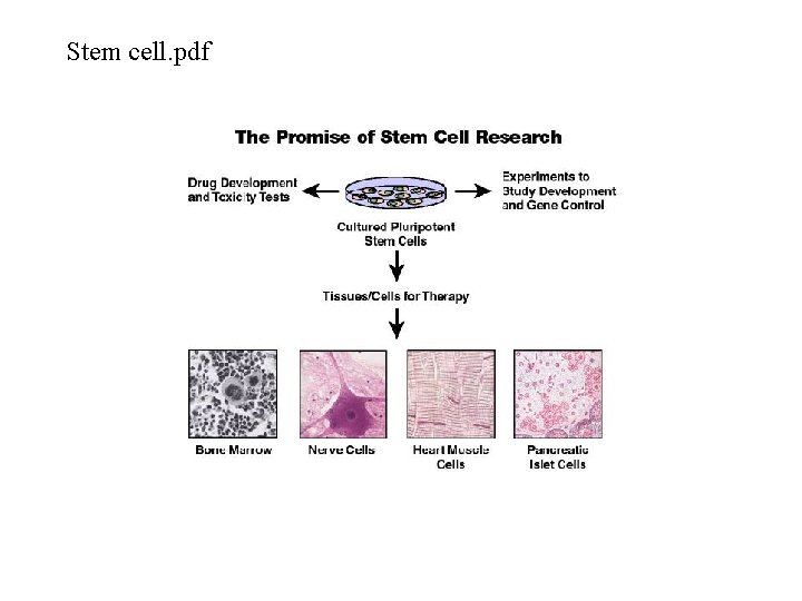Stem cell. pdf 