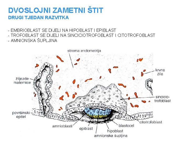 DVOSLOJNI ZAMETNI ŠTIT DRUGI TJEDAN RAZVITKA - EMBRIOBLAST SE DIJELI NA HIPOBLAST I EPIBLAST